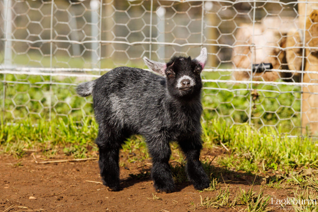 Australian Pygmy Goat kid - Eagleburra Pygmy Goats