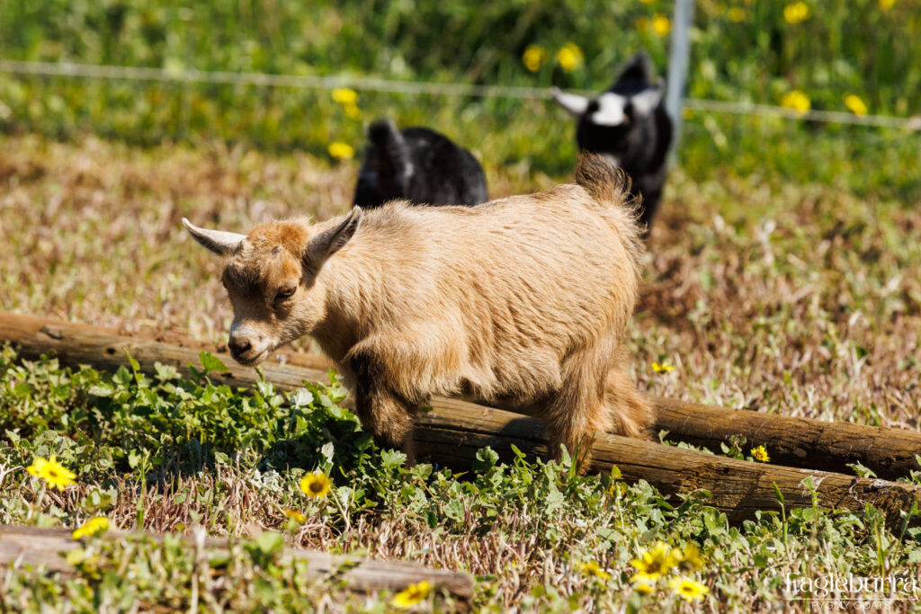 Australian Pygmy Goat kid - Eagleburra Pygmy Goats