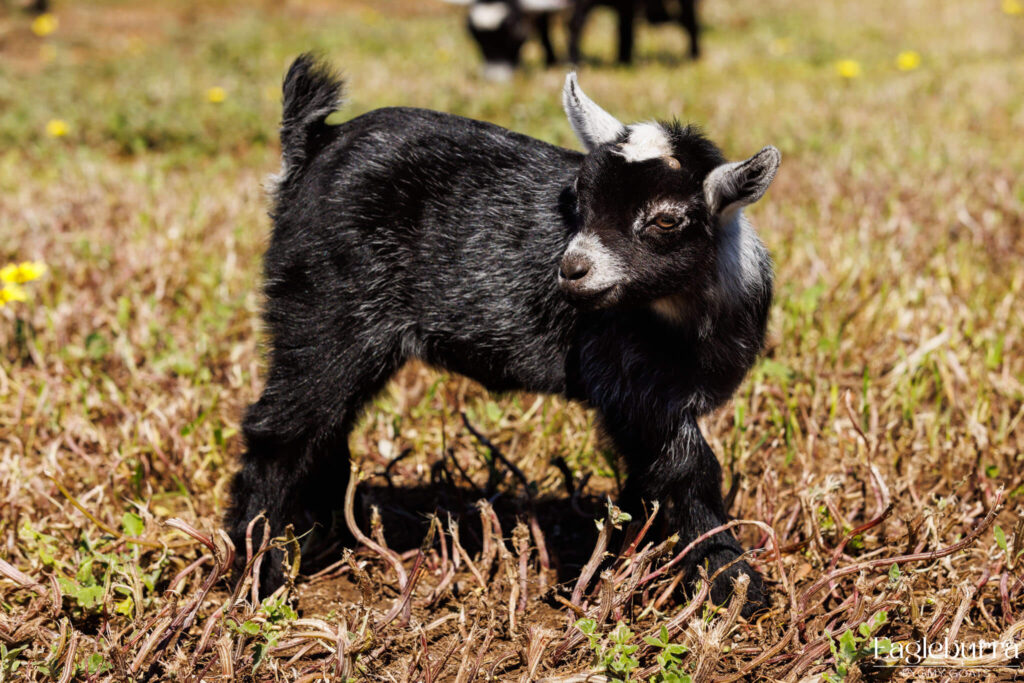 Australian Pygmy Goat kid - Eagleburra Pygmy Goats