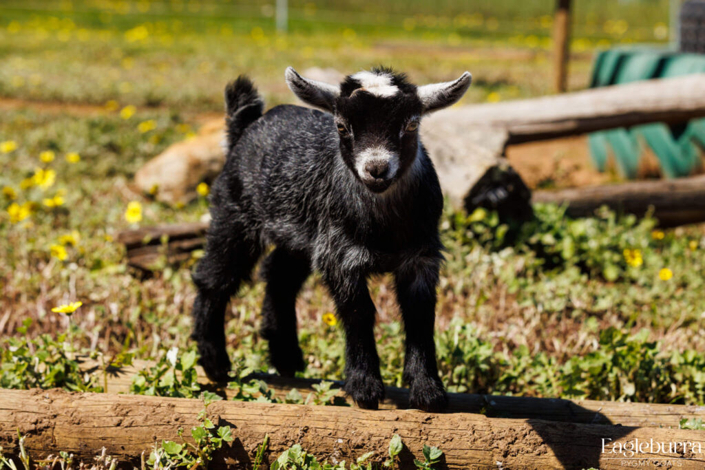 Australian Pygmy Goat kid - Eagleburra Pygmy Goats
