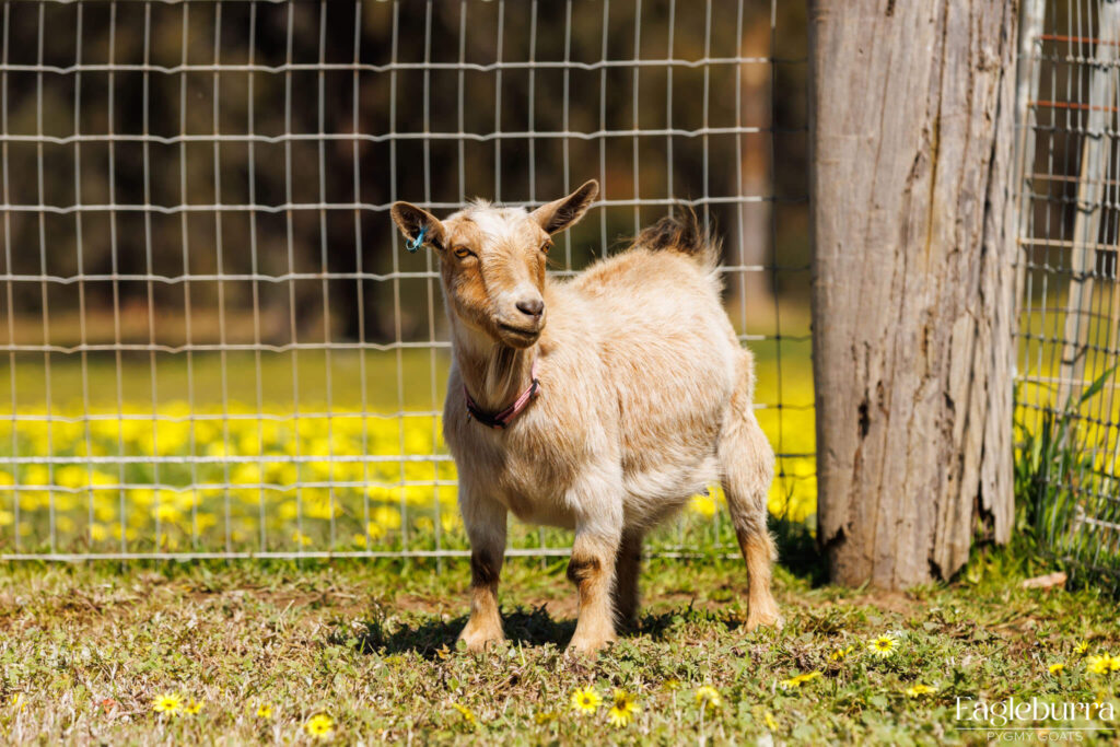 Gold Pygmy Goat Doe - Eagleburra Pygmy Goats