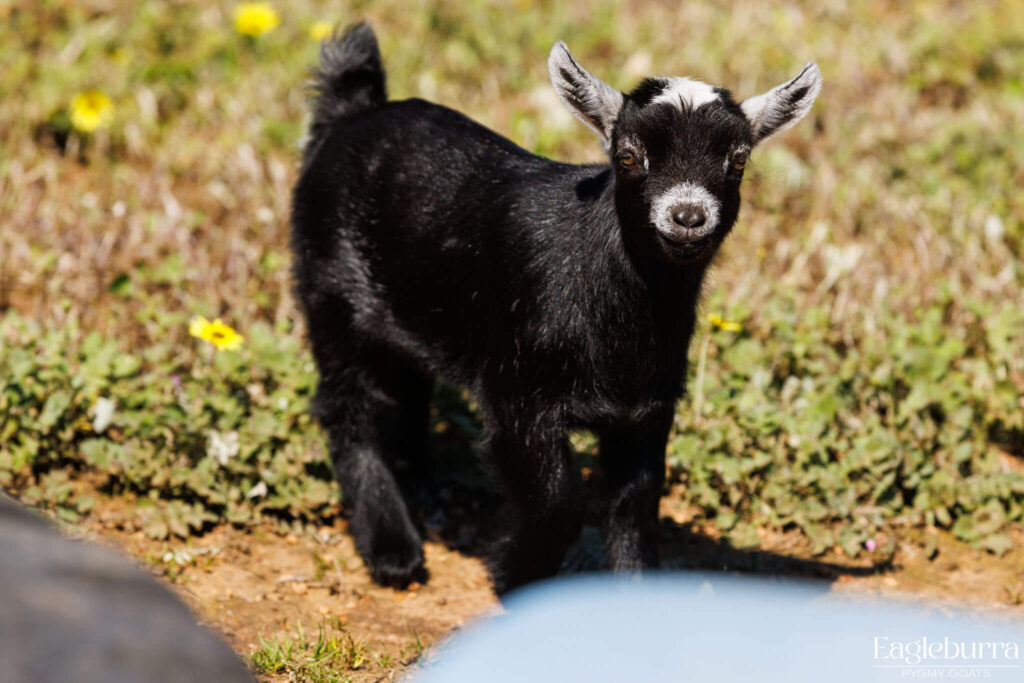 Australian Pygmy Goat kid - Eagleburra Pygmy Goats
