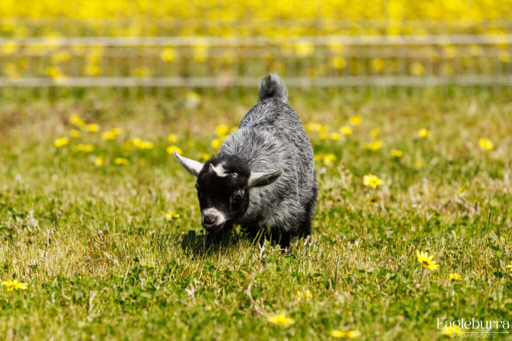Australian Pygmy Goat kid - Eagleburra Pygmy Goats
