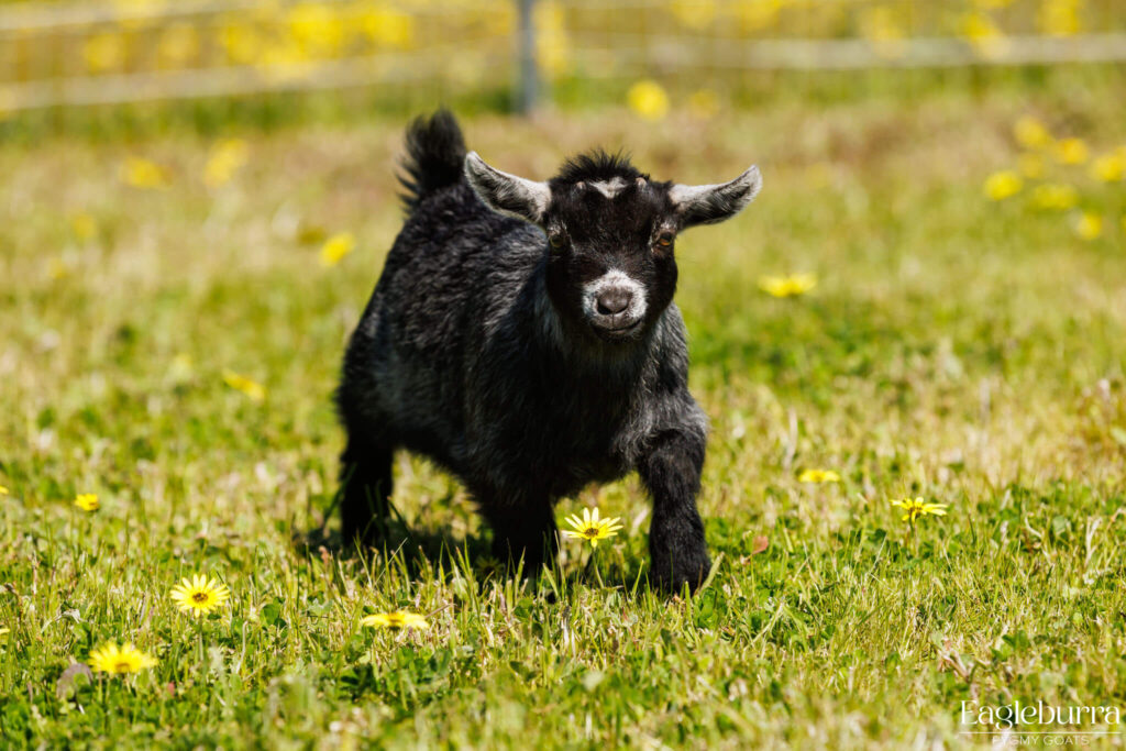 Australian Pygmy Goat kid - Eagleburra Pygmy Goats