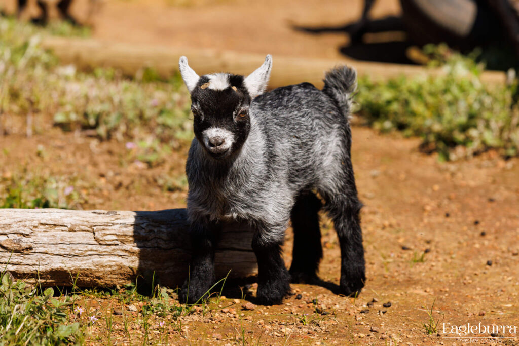 Australian Pygmy Goat kid - Eagleburra Pygmy Goats