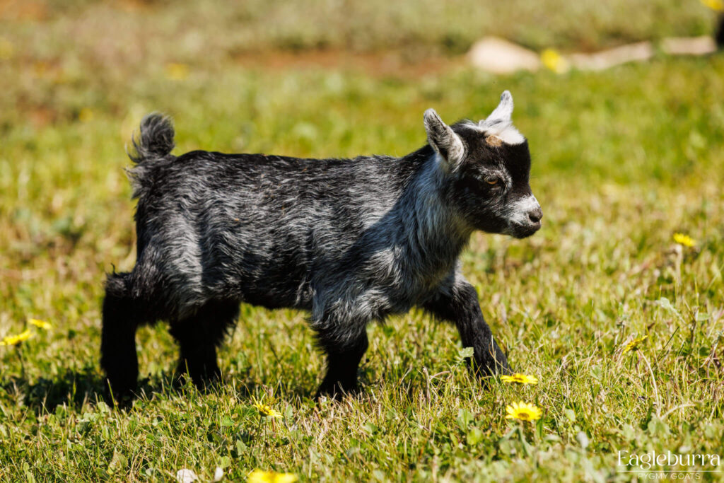 Australian Pygmy Goat kid - Eagleburra Pygmy Goats