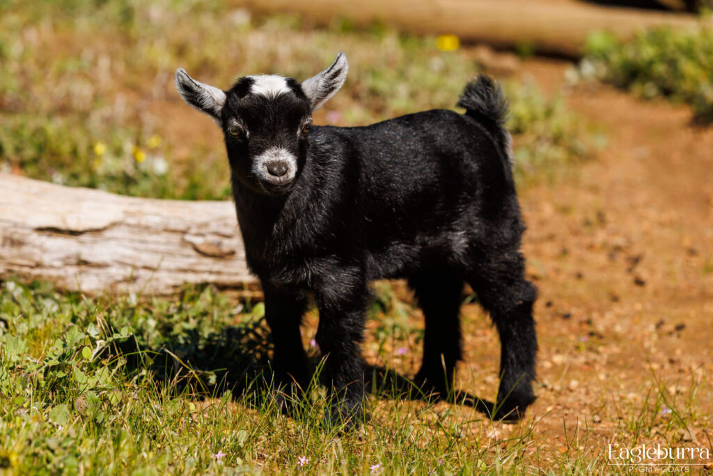 Australian Pygmy Goat kid - Eagleburra Pygmy Goats