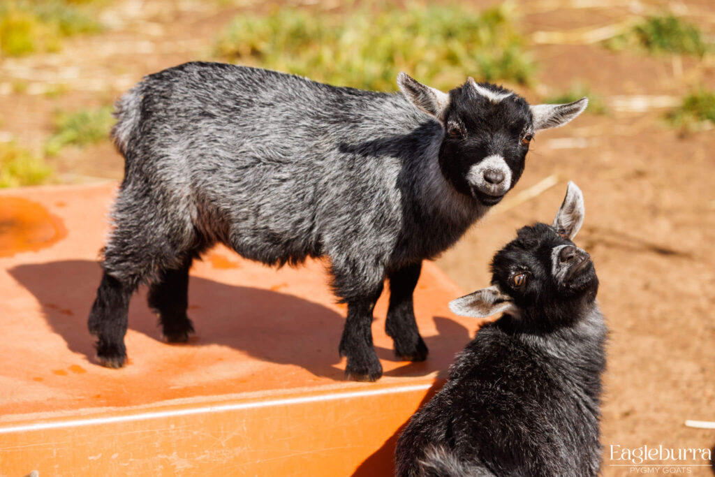 Australian Pygmy Goat kid - Eagleburra Pygmy Goats