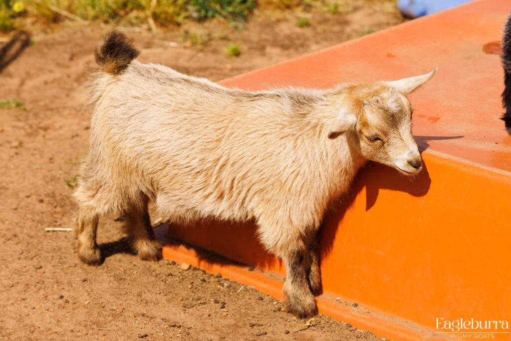 Australian Pygmy Goat kid - Eagleburra Pygmy Goats