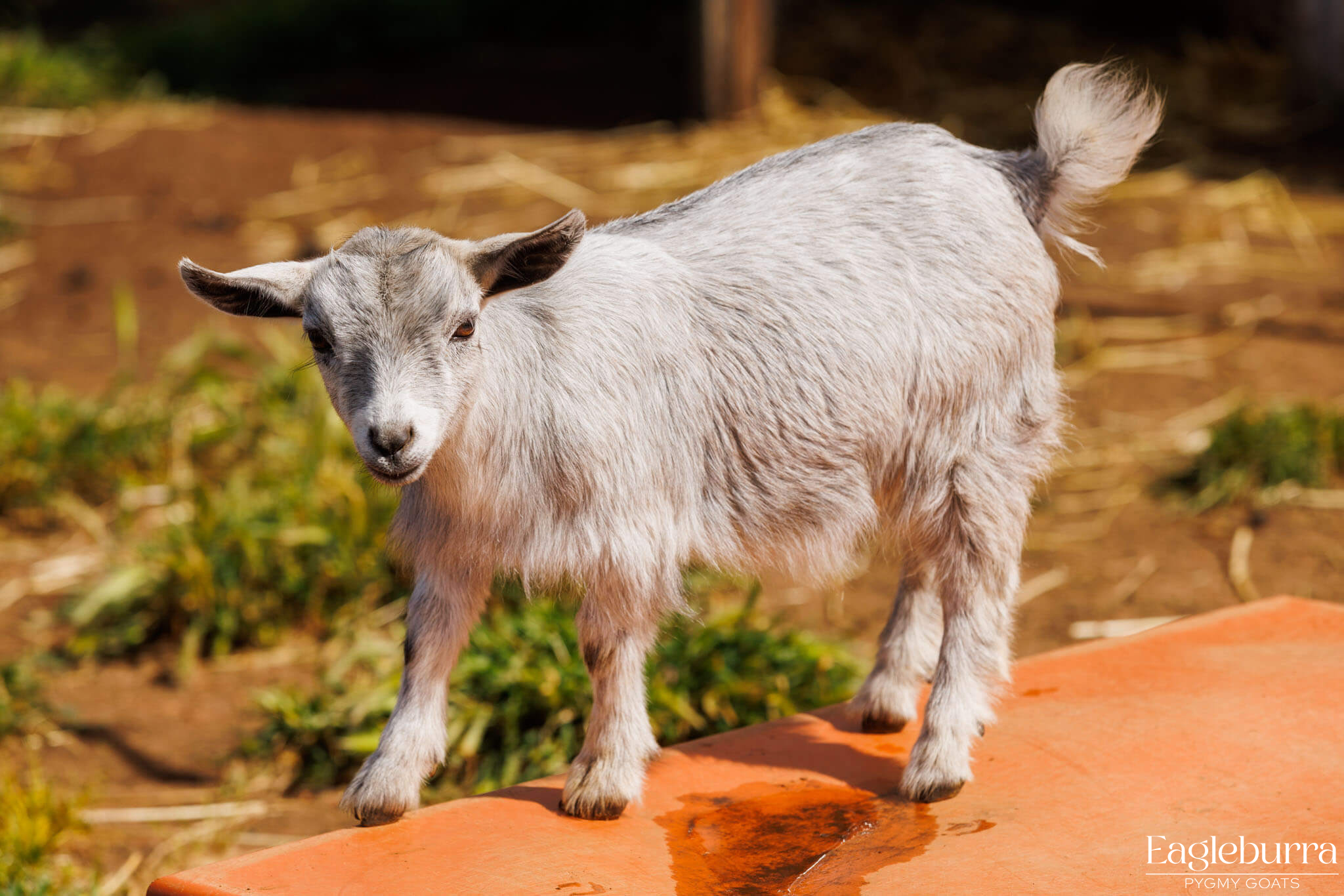 Australian Pygmy Goat kid - Eagleburra Pygmy Goats