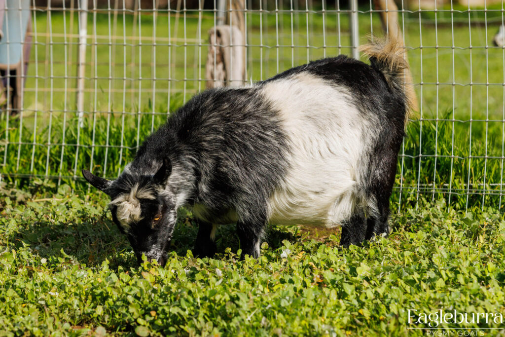 Australian Pygmy Goat