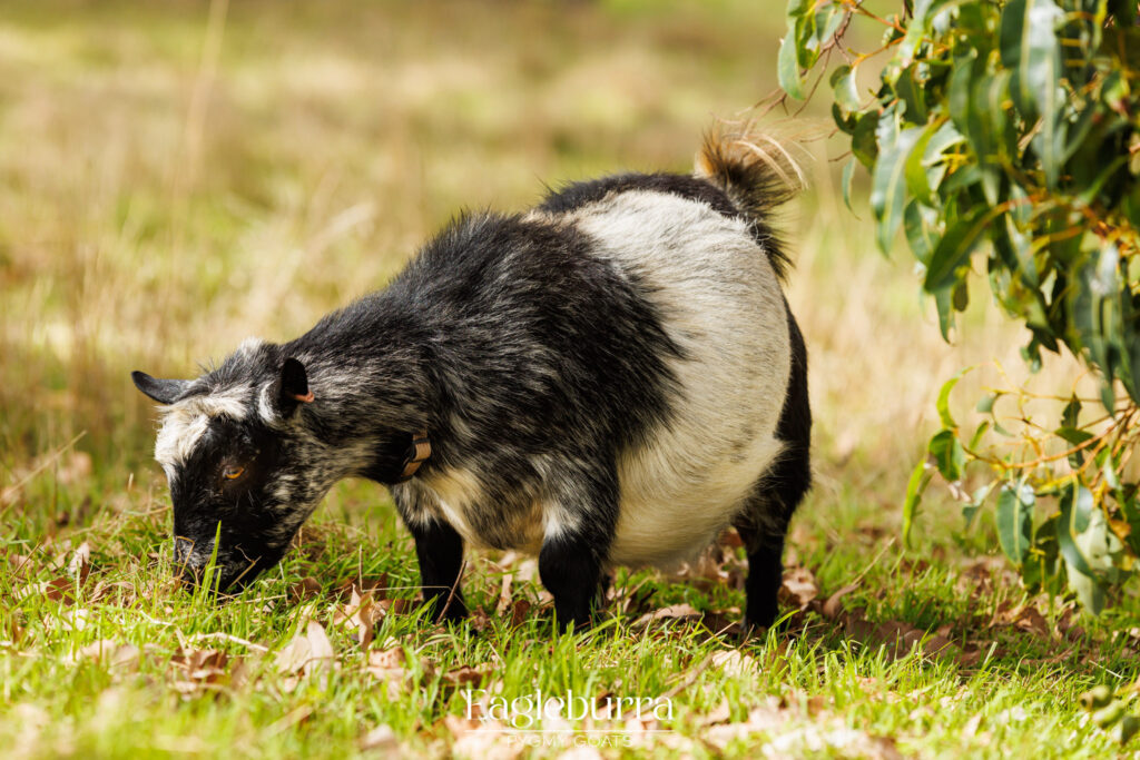 Australian Pygmy Goat - Plumbago Mayhem Mia P75%