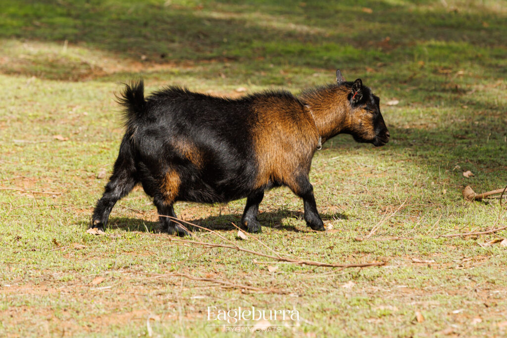 Australia Pygmy Goat doe
