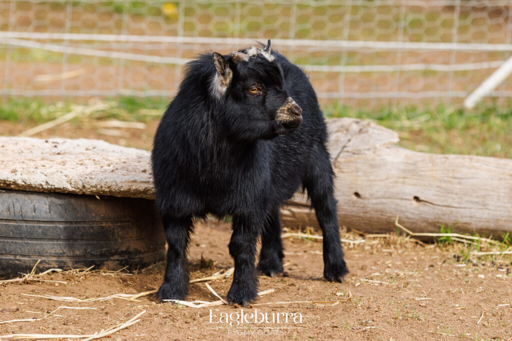 Eagleburra Pygmy Goats gold buckling