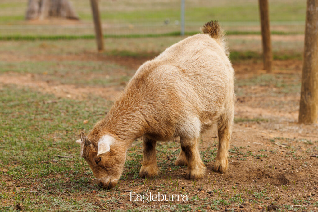 Australian Pygmy Goat yearling doe