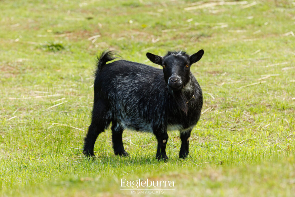 Eagleburra Pygmy Goats Black Agouti doe