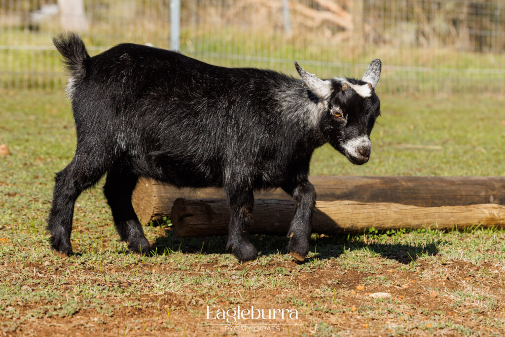 Eagleburra Pygmy Goats yearling doe