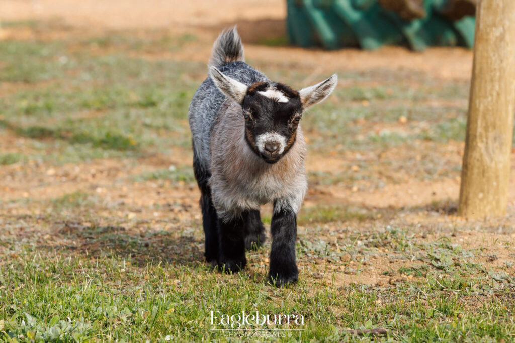 Eagleburra Pygmy Goats 2026 doe kid