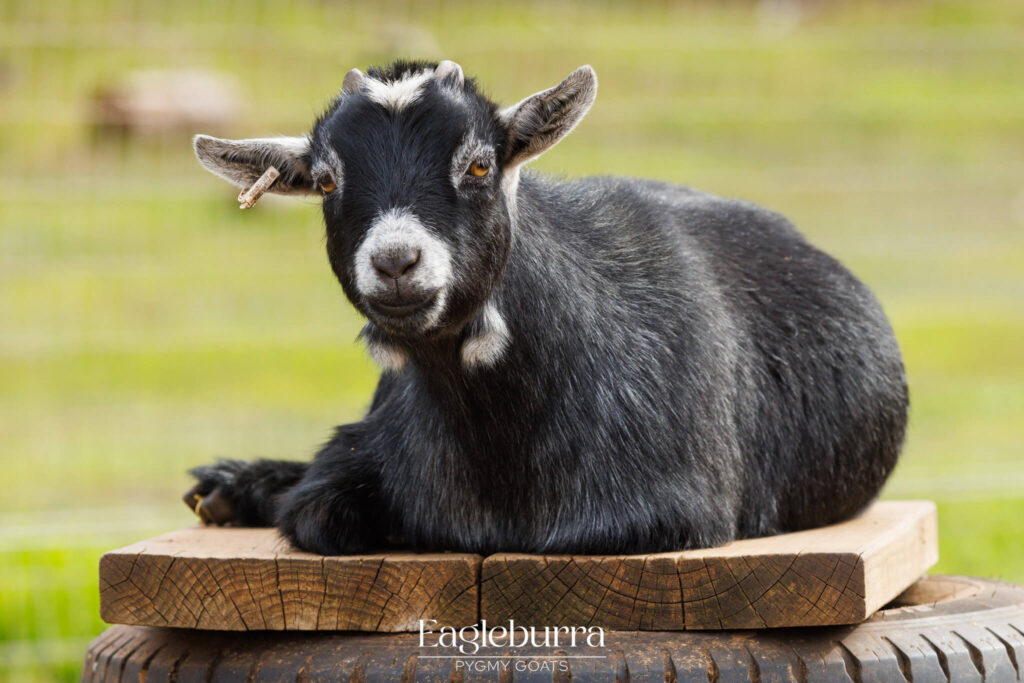 Eagleburra Pygmy Goats Yearling grey agouti doe