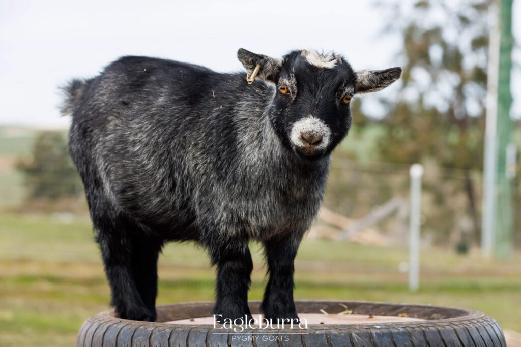 Eagleburra Pygmy Goats light agouti yearling doe