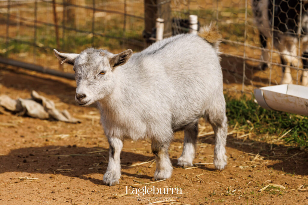 Silver Australian Pygmy Goat