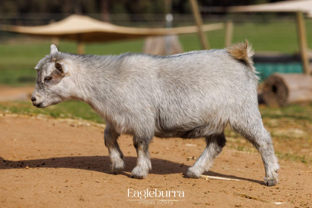Silver Australian Pygmy Goat