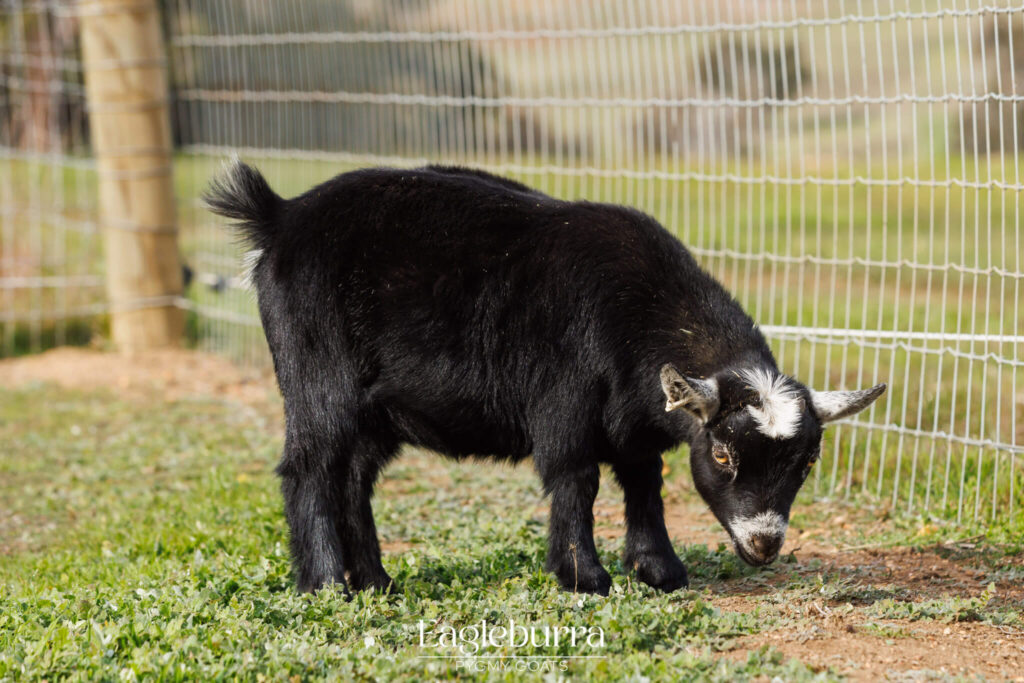 Eagleburra Pygmy Goats black agouti yearling doe