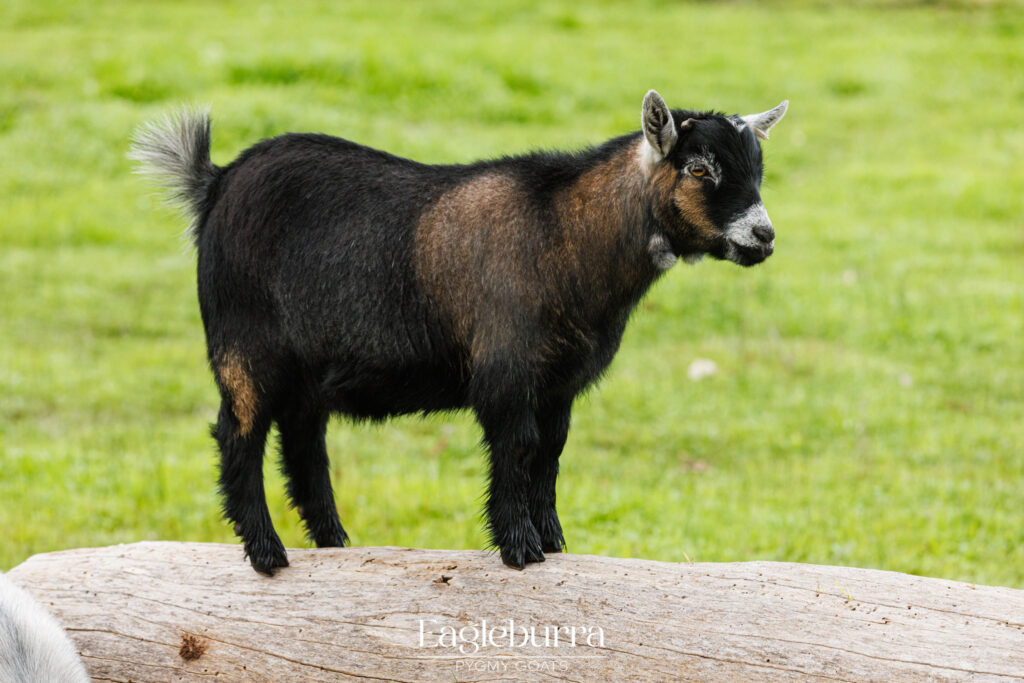 Australian Cou Clair Pygmy Goat wether