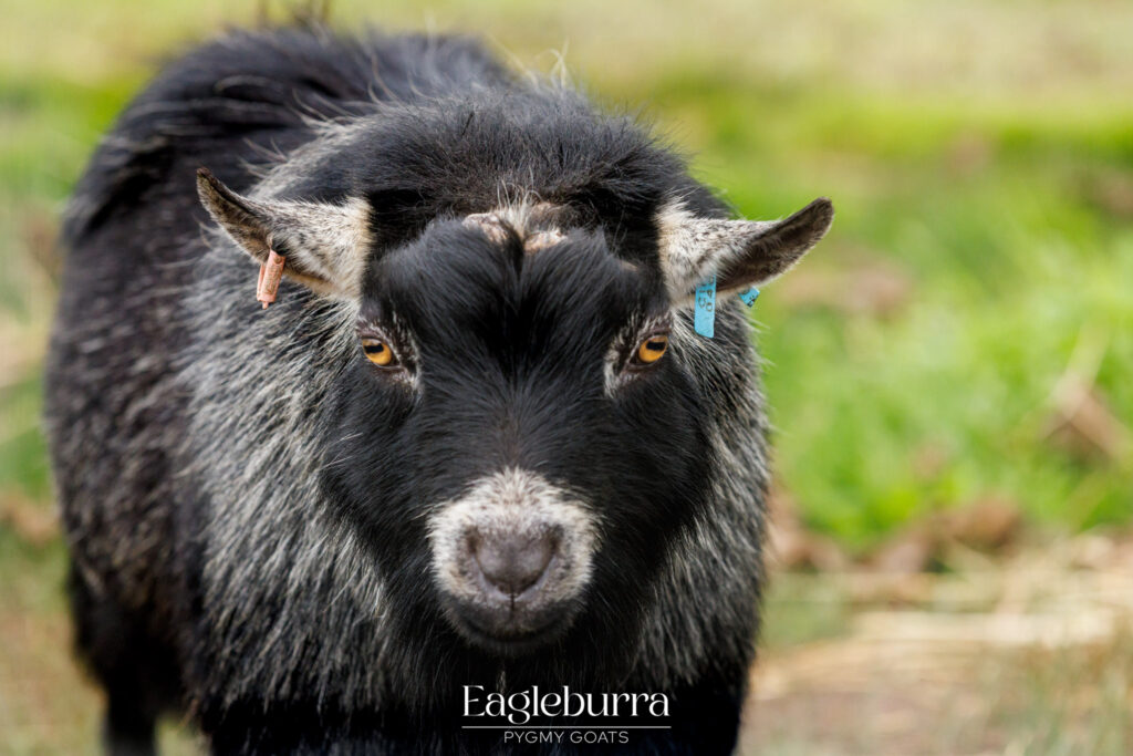 Eagleburra Pygmy Goats purebred buck