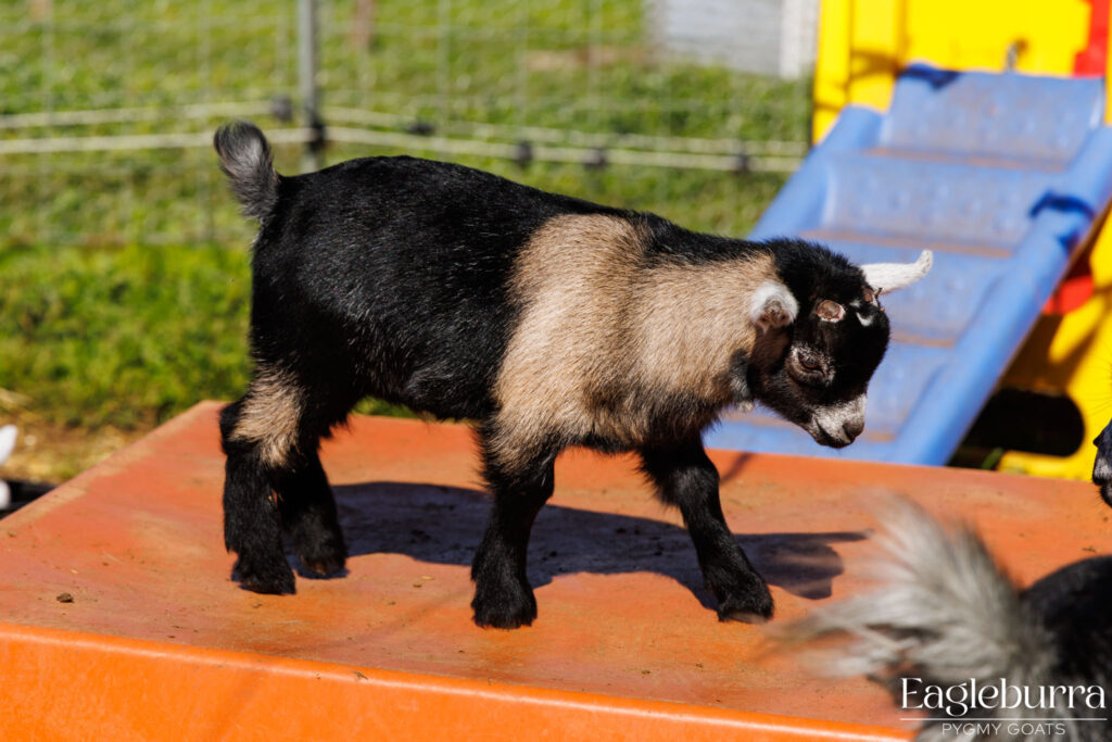Australian Cou Clair Pygmy Goat wether