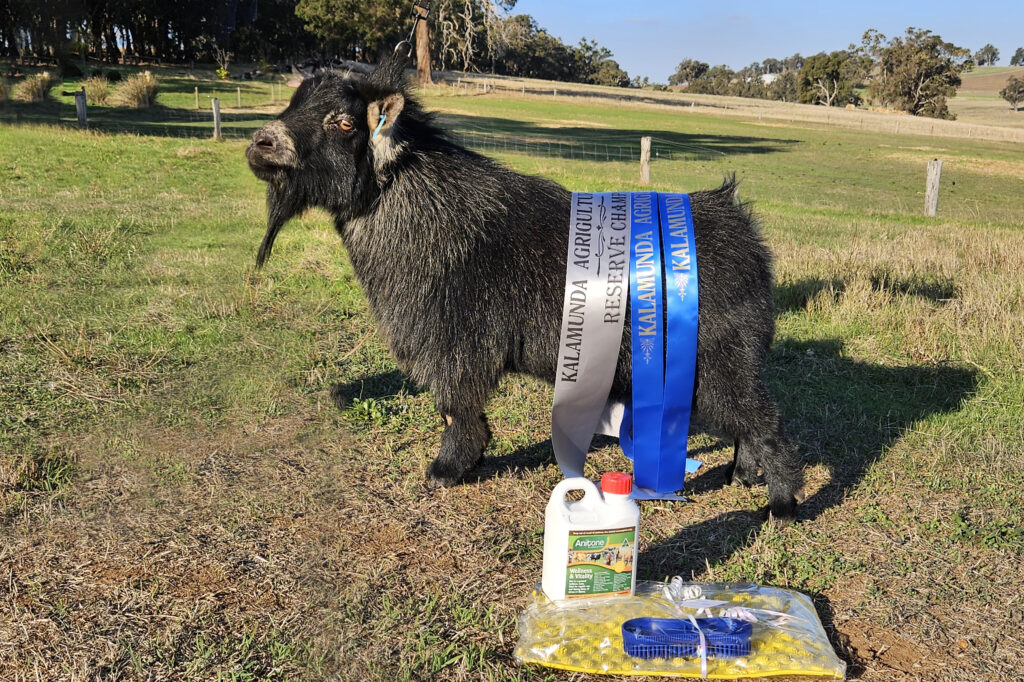 Eagleburra Pygmy Goats Reserve Champion Buck Kalamunda Show