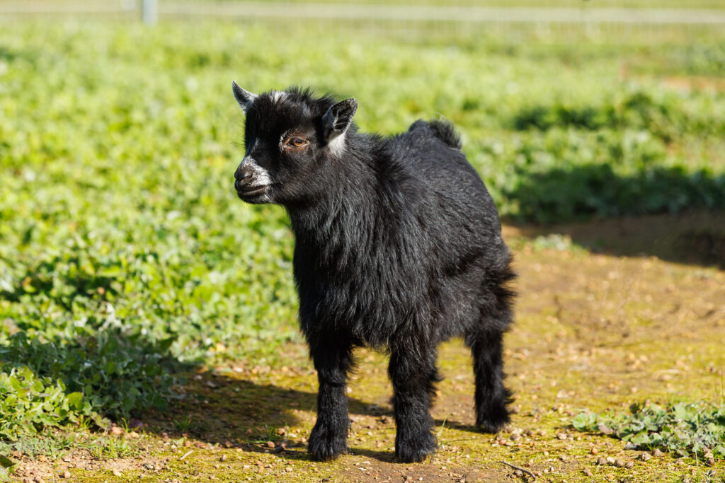 Eagelburra Pygmy Goats